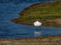 Garceta común - Egretta garzetta - Martinet blanc comú
