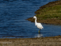 Garceta común - Egretta garzetta - Martinet blanc comú