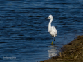 Garceta común - Egretta garzetta - Martinet blanc comú