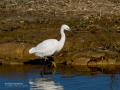 Garceta común - Egretta garzetta - Martinet blanc comú