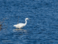 Garceta común - Egretta garzetta - Martinet blanc comú
