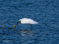 Garceta común - Egretta garzetta - Martinet blanc comú