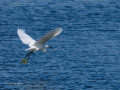Garceta común - Egretta garzetta - Martinet blanc comú