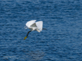 Garceta común - Egretta garzetta - Martinet blanc comú