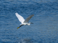 Garceta común - Egretta garzetta - Martinet blanc comú