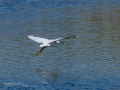 Garceta común - Egretta garzetta - Martinet blanc comú