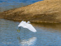 Garceta común - Egretta garzetta - Martinet blanc comú