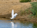 Garceta común - Egretta garzetta - Martinet blanc comú