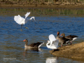 Garceta común - Egretta garzetta - Martinet blanc comú