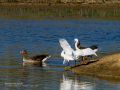 Garceta común - Egretta garzetta - Martinet blanc comú