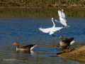 Garceta común - Egretta garzetta - Martinet blanc comú