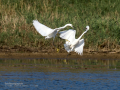 Garceta común - Egretta garzetta - Martinet blanc comú