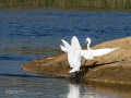 Garceta común - Egretta garzetta - Martinet blanc comú