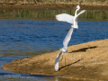 Garceta común - Egretta garzetta - Martinet blanc comú