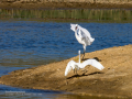 Garceta común - Egretta garzetta - Martinet blanc comú