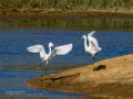Garceta común - Egretta garzetta - Martinet blanc comú