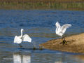 Garceta común - Egretta garzetta - Martinet blanc comú