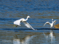 Garceta común - Egretta garzetta - Martinet blanc comú