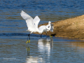 Garceta común - Egretta garzetta - Martinet blanc comú