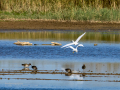 Garceta común - Egretta garzetta - Martinet blanc comú