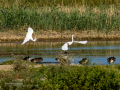 Garceta común - Egretta garzetta - Martinet blanc comú