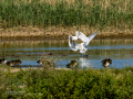 Garceta común - Egretta garzetta - Martinet blanc comú
