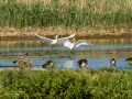 Garceta común - Egretta garzetta - Martinet blanc comú