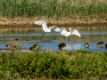 Garceta común - Egretta garzetta - Martinet blanc comú