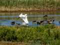 Garceta común - Egretta garzetta - Martinet blanc comú
