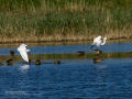 Garceta común - Egretta garzetta - Martinet blanc comú