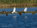 Garceta común - Egretta garzetta - Martinet blanc comú