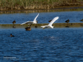 Garceta común - Egretta garzetta - Martinet blanc comú