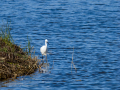 Garceta común - Egretta garzetta - Martinet blanc comú