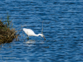Garceta común - Egretta garzetta - Martinet blanc comú