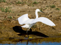 Garceta común - Egretta garzetta - Martinet blanc comú