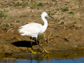 Garceta común - Egretta garzetta - Martinet blanc comú