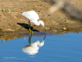Garceta común - Egretta garzetta - Martinet blanc comú