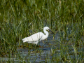 Garceta común - Egretta garzetta - Martinet blanc comú