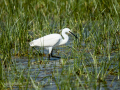 Garceta común - Egretta garzetta - Martinet blanc comú