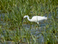 Garceta común - Egretta garzetta - Martinet blanc comú