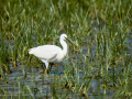 Garceta común - Egretta garzetta - Martinet blanc comú