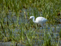 Garceta común - Egretta garzetta - Martinet blanc comú