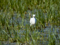 Garceta común - Egretta garzetta - Martinet blanc comú