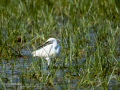 Garceta común - Egretta garzetta - Martinet blanc comú