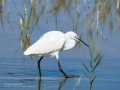 Garceta común - Egretta garzetta - Martinet blanc comú