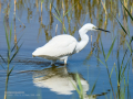 Garceta común - Egretta garzetta - Martinet blanc comú