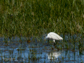 Garceta común - Egretta garzetta - Martinet blanc comú