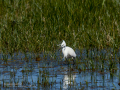 Garceta común - Egretta garzetta - Martinet blanc comú