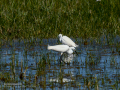 Garceta común - Egretta garzetta - Martinet blanc comú