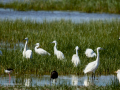 Garceta común - Egretta garzetta - Martinet blanc comú